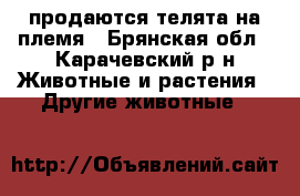 продаются телята на племя - Брянская обл., Карачевский р-н Животные и растения » Другие животные   